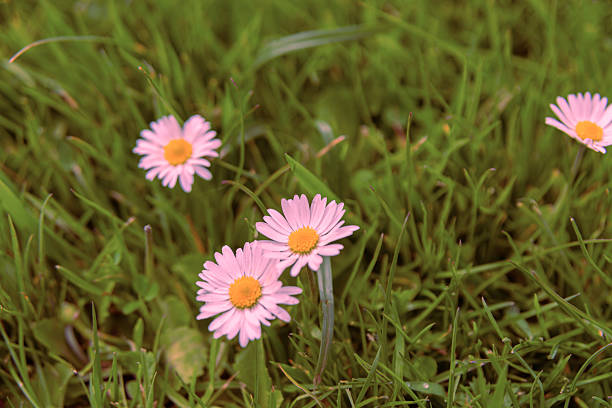 Daisy flowers from the Netherlands - Holland