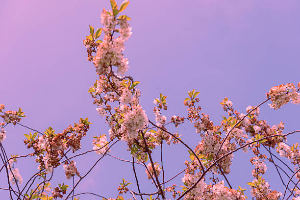 Trees with leaves and flowers on a sunny day
