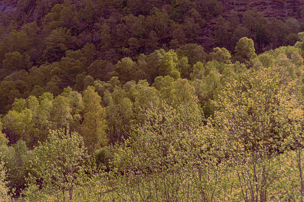 Skjolden - Norway - May 16 - 2023 - Trees