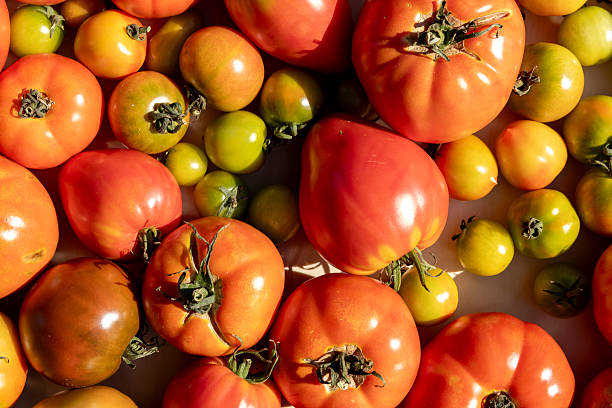 istock A bunch of tomatoes and green tomatoes are displayed on a table 2227997285