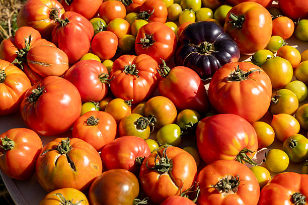istock A large pile of red and green tomatoes sit on a table 2227997288