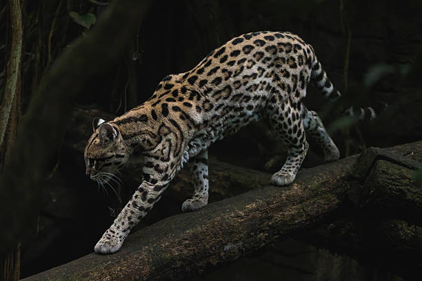 istock Side Profile View of an Ocelot Walking Down a Fallen Log 2227997464