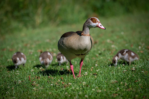 istock Springtime rejuvenation with baby Geese 2227997501
