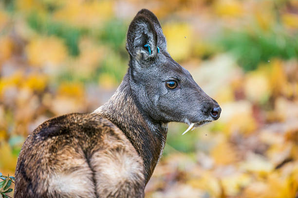 170+ Musk Deer Stock Photos and Royalty-Free Pictures - iStock