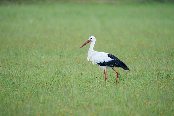 istock Graceful European White Stork Standing in a Meadow 2227998612