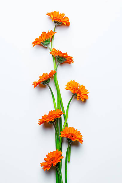 istock Gerbera chrysanthemums on a white background with space for text 2227998756
