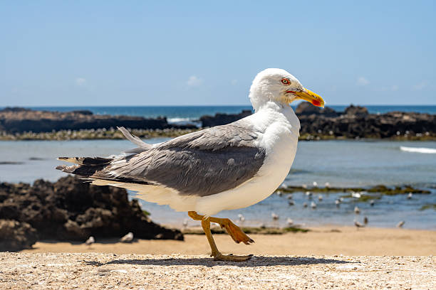 These large seabirds are the dominant gull species along Morocco's Atlantic coast. Adults have darker grey backs and wings than Herring Gulls, but are paler than Lesser Black-backed Gulls. They're year-round residents, highly adaptable scavengers that feed on fish, marine invertebrates, and human food waste.