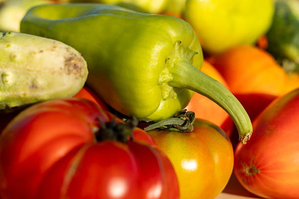 A bunch of vegetables including tomatoes, peppers, and cucumbers. The peppers are green and the tomatoes are red