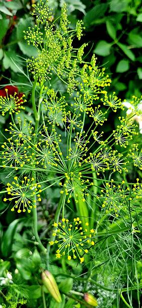 istock green fennel blossom 2228003781