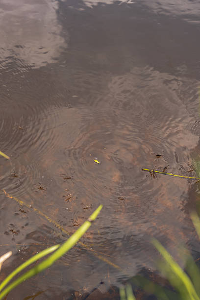 istock Calm Reflective Water with Reeds and Submerged Vegetation in Belarus 2228005314