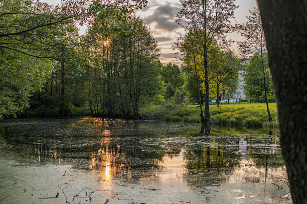 Tranquil Pond with Lush Trees and Sunset in Rural Belarus