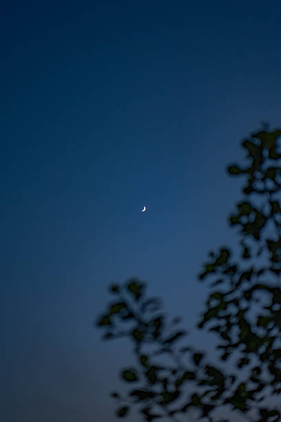 istock Crescent Moon in Evening Sky Framed by Silhouetted Tree Branches 2228005760