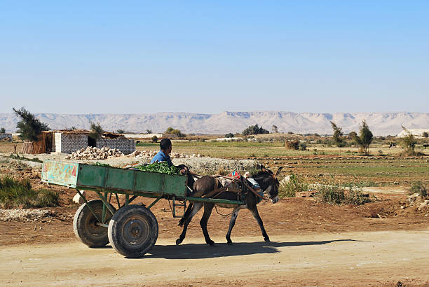 Farafra, Egypt - Dec 07, 20008: Egyptian peasant rides in a cart on the road along in Farafra oasis. Egypt, Western desert, Africa