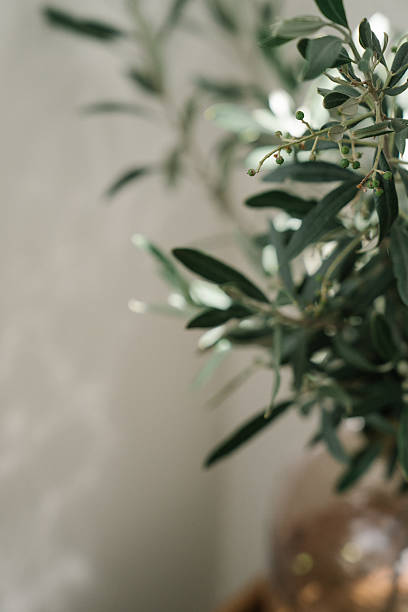 istock close up of olive tree branches on a white background with refined reflections, shadows and warm light. Aesthetic floral composition 2228008391