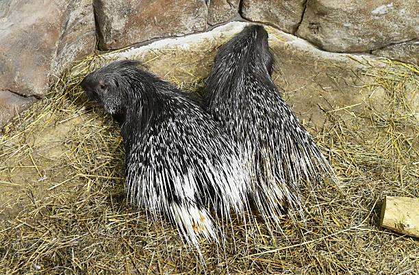 exotic animal porcupine in nature