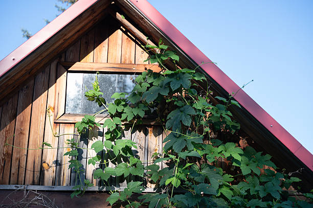 istock Charming Rustic House with Vines Beautifully Positioned Under a Clear Blue Sky Above You 2228008902