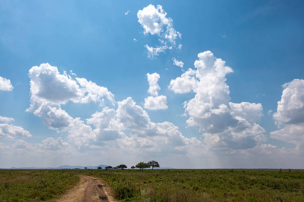 The endless expanse of the Serengeti.