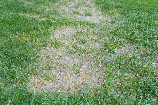 istock Lawn in poor condition. Green and brown spoiled grass. 2228009248