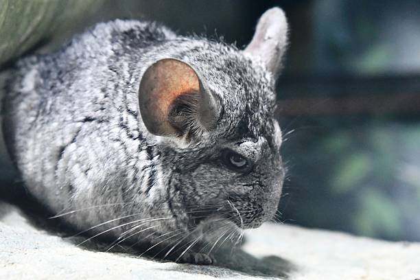 istock animal chinchilla 2228009318