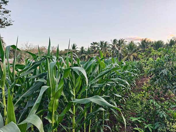 istock Corn cultivation on a plantation. Fertile corn plantation. 2228009369