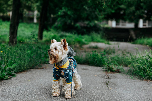 A cute Yorkshire Terrier dog is wearing a stylish jacket while standing on a paved road outdoors. A yorkie doggy lapdog stands on a paved path.