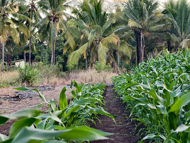 istock Corn cultivation on a plantation. Fertile corn plantation. 2228010490
