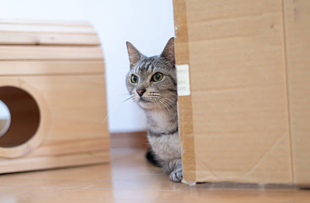 Cute cat hiding and peeking
