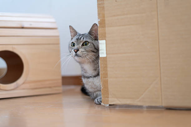 Cute cat hiding and peeking