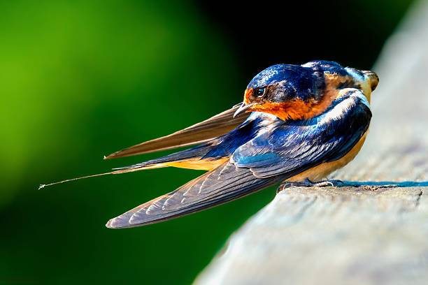 istock Barn Swallow Yoga 2228011535