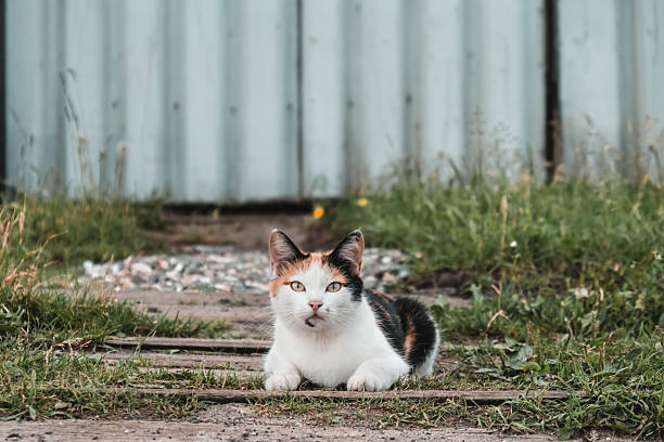 istock motley cat resting on pathway surrounded by grass in serene outdoor rustic building. closeup. 2228013365