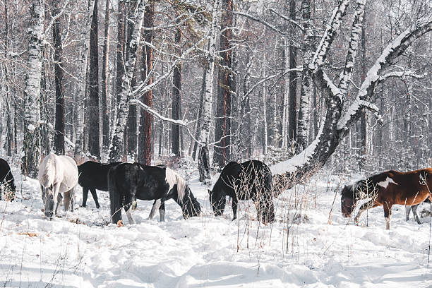 horses, diverse in color, graze in snow-covered forest. tall trees surround them, creating serene winter atmosphere as they explore their snowy environment.