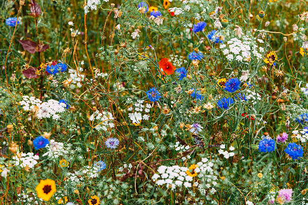 Fresh wildflowers in bloom in a summer meadow. The flowers include blue cornflowers, red poppies and oxeye daisies.