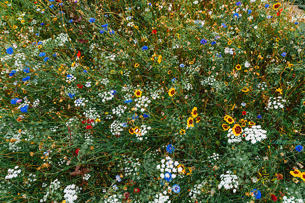 Fresh wildflowers in bloom in a summer meadow. The flowers include blue cornflowers, red poppies and oxeye daisies.