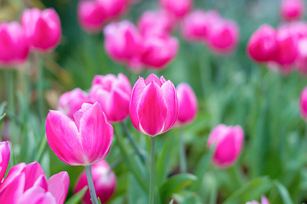 istock Pink tulips in the garden 2228024729