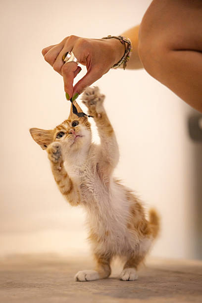 istock Young woman is playing with stray ginger kitten. 2228024978