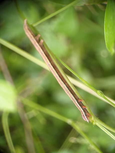 istock Striped Garden Caterpillar (Trichordestra legitima) butterfly 2228026780