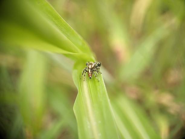 istock Jumping spider on blade of grass closeup 2228027686