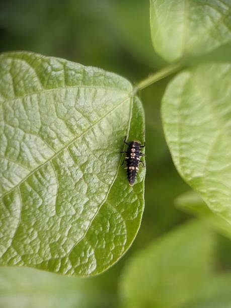 istock ladybird larva or a lady beetle larva on leaf 2228027785
