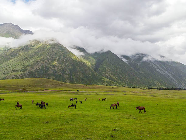 istock Horses grazing in a lush green mountain pasture 2228027932