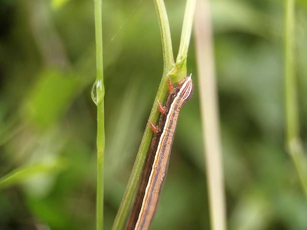 istock Striped Garden Caterpillar (Trichordestra legitima) 2228029311