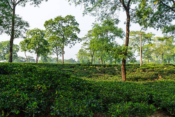 istock Expansive Tea Estate in the Dooars, India 2228029917