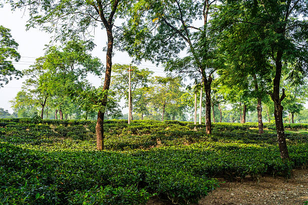 istock Expansive Tea Estate in the Dooars, India 2228029918