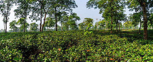 istock Expansive Tea Estate in the Dooars, India 2228029920