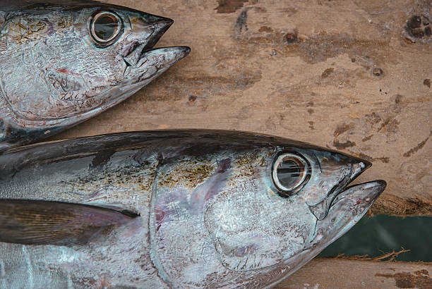 istock Two freshly caught fish with shiny scales lying on a rustic wooden table 2228030095