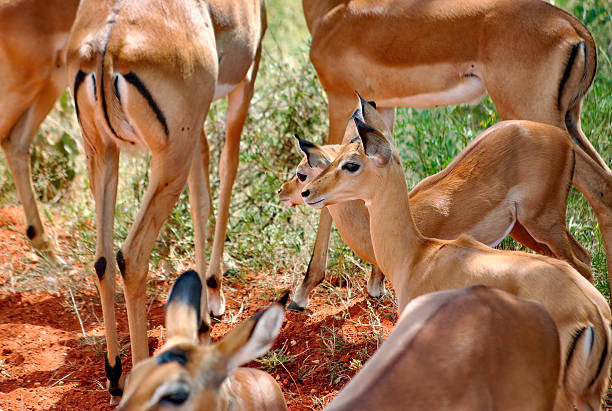 Group of impalas standing together on dry ground in the wild.