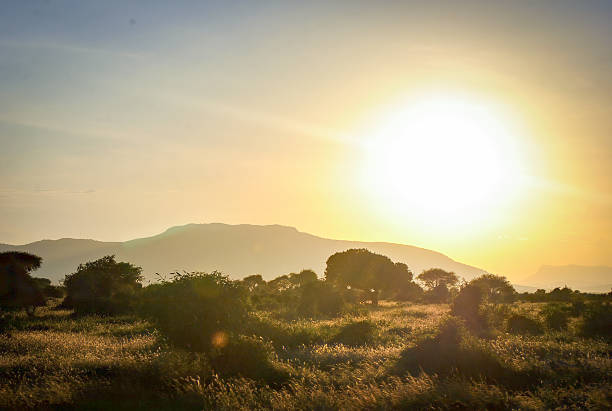 African savannah at sunset with golden sunlight casting warm tones over grassy plains and scattered trees, with mountains in the background.