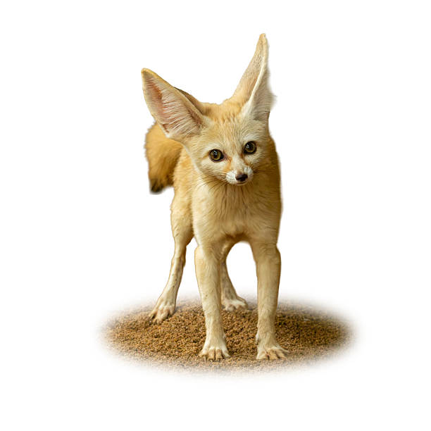 istock Fennec fox standing alert on desert sand, with oversized ears and curious expression, isolated on white background 2228031067