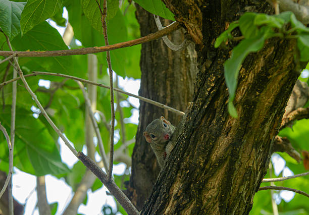 Finlayson's squirrel climbs in trees, Finlaysons squirrel hides in tall trees