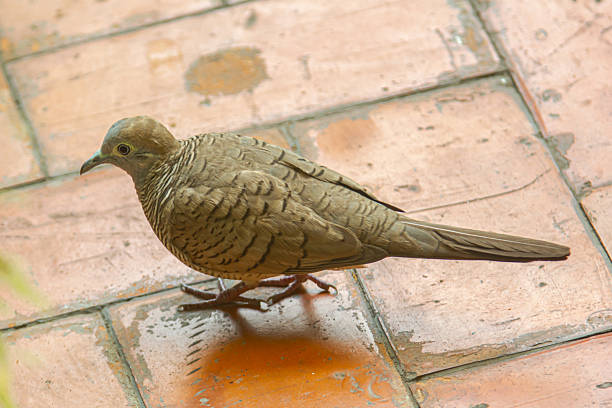 Zebra dove (geopelia striata) walking on the rocky ground