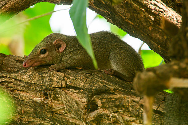 istock beautiful northern treeshrew 2228031701